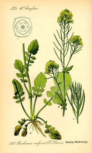 Winter cress - Barbaræa vulgaris - сурепка